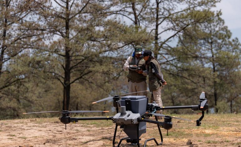 Bosques se fortalecieron con 360 mil semillas dispersadas vía dron en reforestación 2025: Cofom.