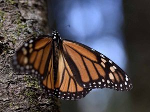 Michoacán celebra 51 años del descubrimiento de los santuarios de la Mariposa Monarca: Sectur