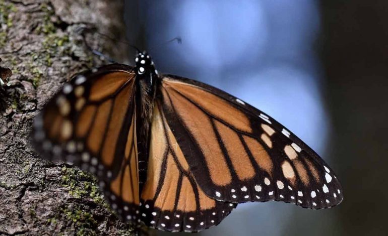 Michoacán celebra 51 años del descubrimiento de los santuarios de la Mariposa Monarca: Sectur