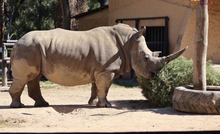 Zoológico de Morelia te invita a reciclar tu arbolito