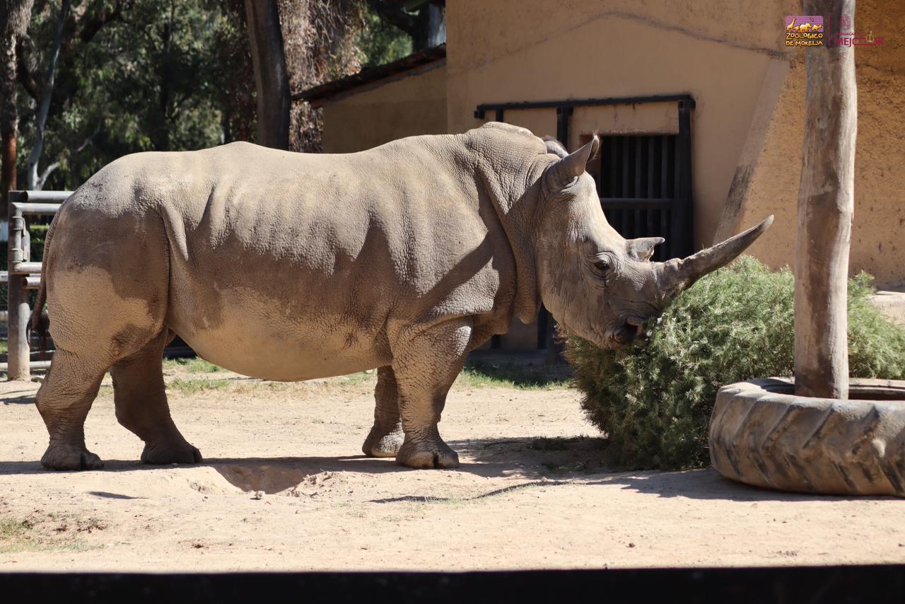 Zoológico de Morelia te invita a reciclar tu arbolito