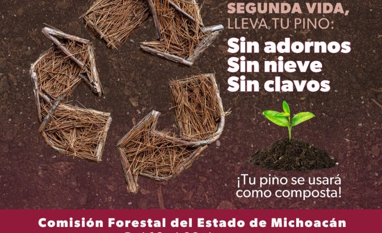 ¡No tires tu arbolito de Navidad! Únete a la campaña de reciclaje de la Cofom