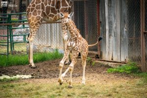 ¡A votar! Abre Zoológico convocatoria para nombrar a su nueva cría de jirafa