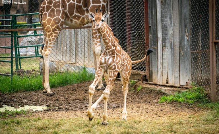 ¡A votar! Abre Zoológico convocatoria para nombrar a su nueva cría de jirafa