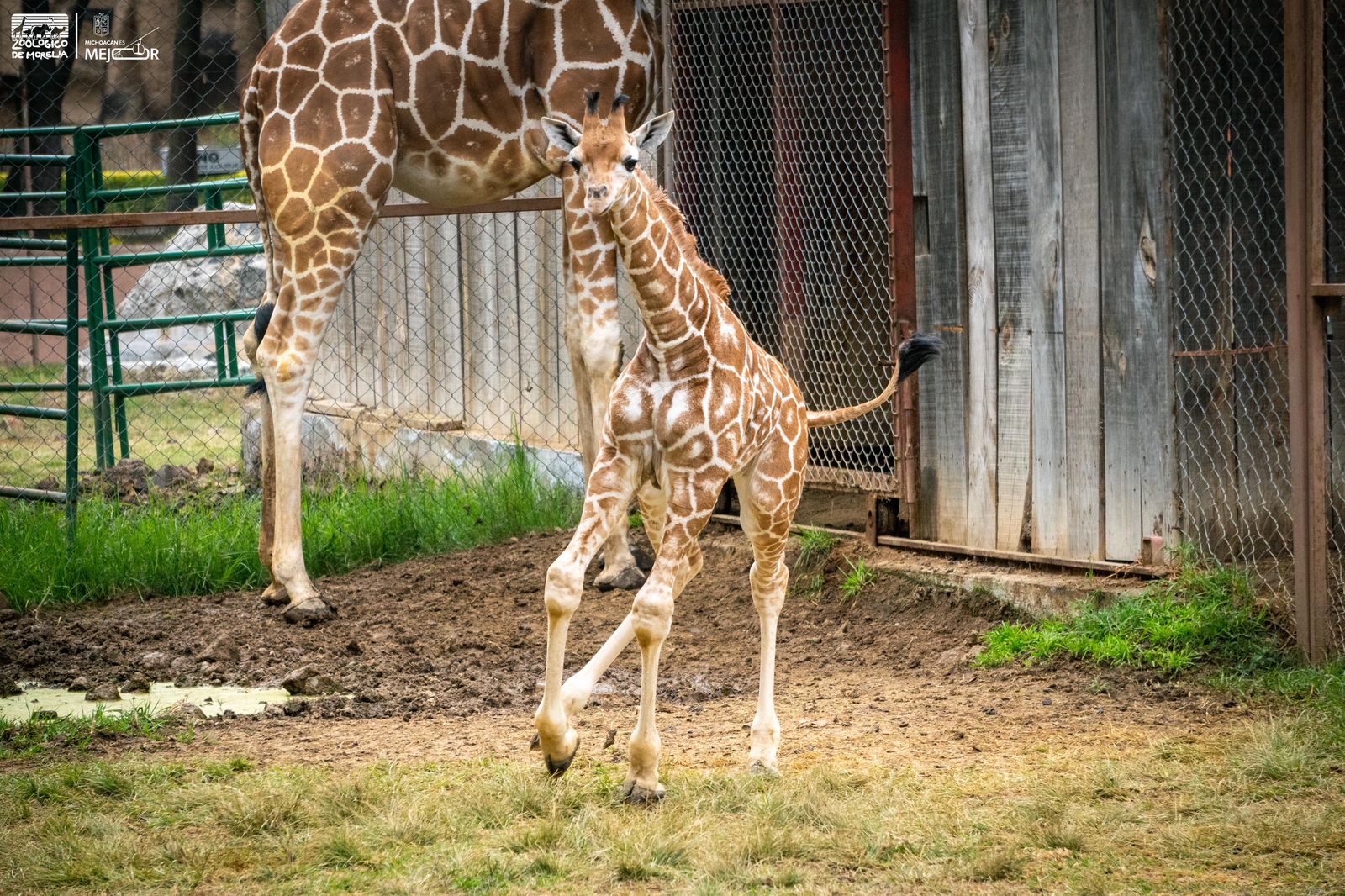 ¡A votar! Abre Zoológico convocatoria para nombrar a su nueva cría de jirafa