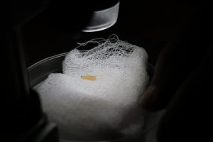 Detectan primer caso aislado de gusano barrenador en Villa Madero: Sader