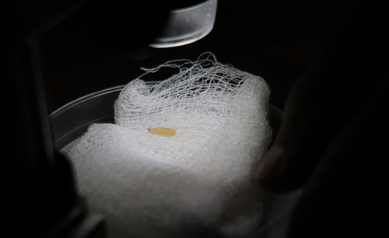 Detectan primer caso aislado de gusano barrenador en Villa Madero: Sader