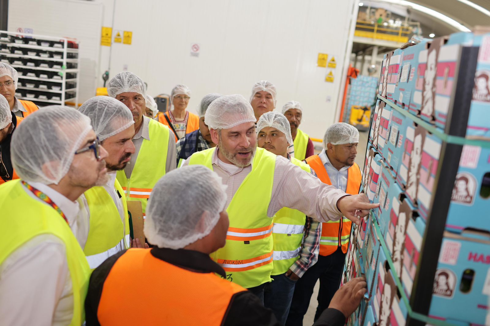 Guardián Forestal frena exportación de 2 mil huertas de aguacate por deforestación: Bedolla.