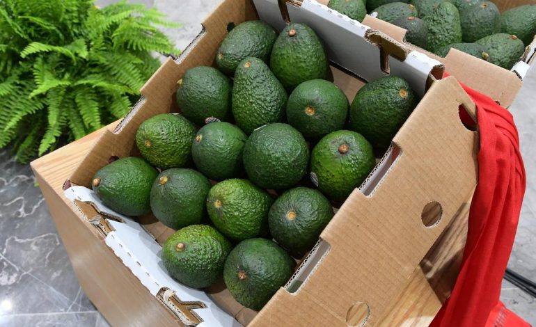 Michoacán va por la protección total de su aguacate: Sedeco