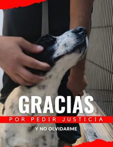 Caso Huesitos entra en su fase decisiva: animalistas exigen justicia por perrito atacado a machetazos