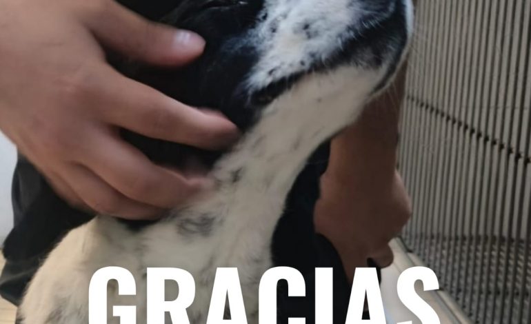 Caso Huesitos entra en su fase decisiva: animalistas exigen justicia por perrito atacado a machetazos