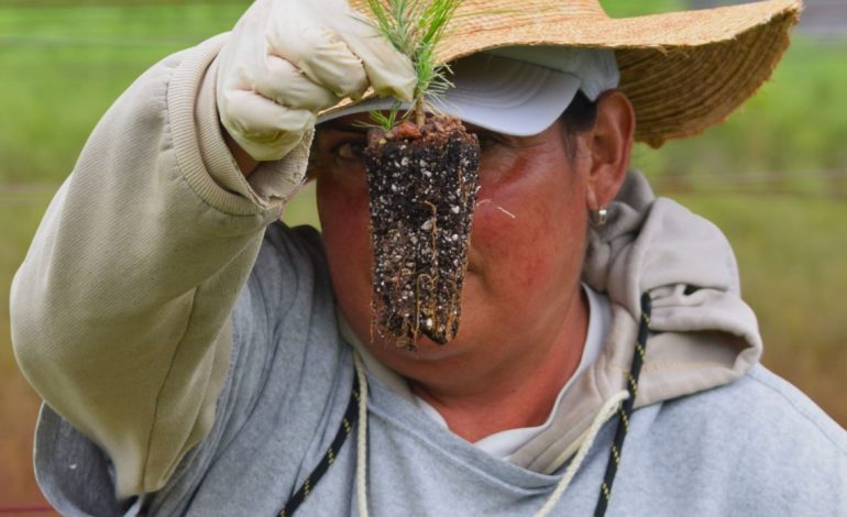 ¿Tienes un predio forestal? Solicita ya en la Cofom tus árboles gratuitos para reforestar