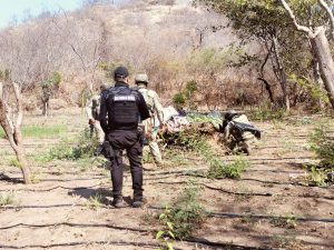SSP, Defensa y GN destruyen plantío con más de 6 mil plantas de marihuana en Buenavista
