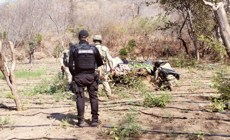 SSP, Defensa y GN destruyen plantío con más de 6 mil plantas de marihuana en Buenavista