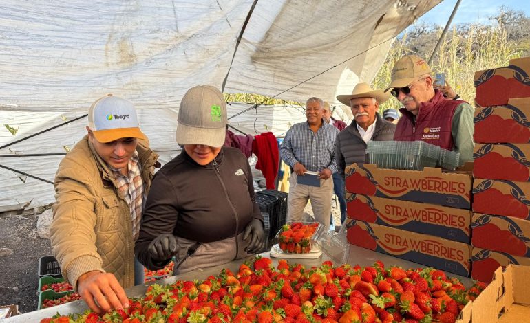 Productores de berries tendrán acceso a créditos de más de un mdp: Sader.