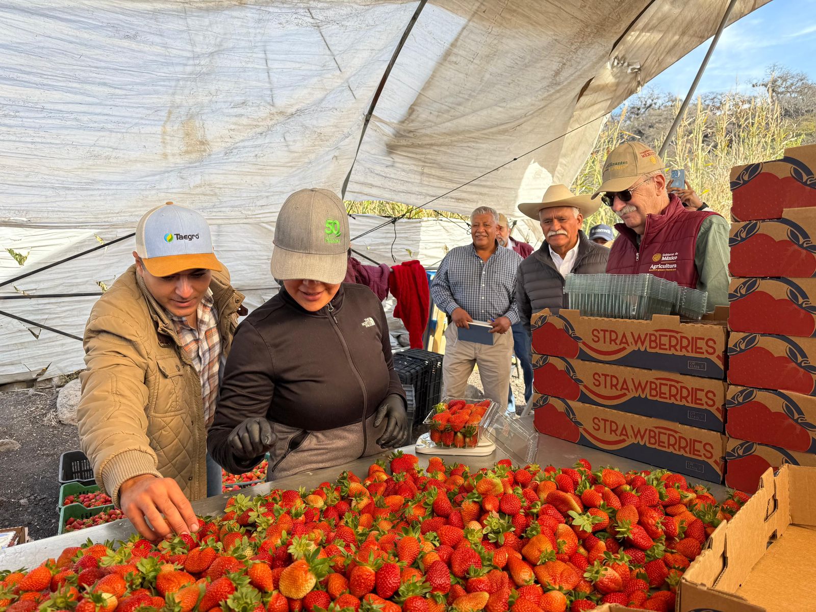 Productores de berries tendrán acceso a créditos de más de un mdp: Sader.
