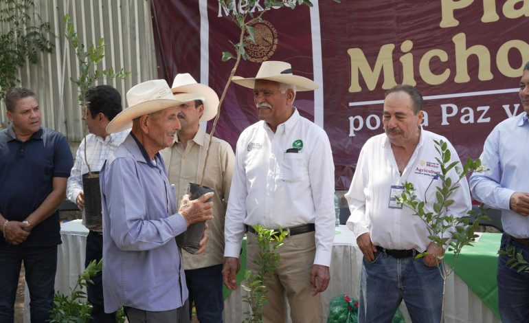 Plan Michoacán: Productores de limón recibirán 150 mil plantas certificadas este año: Sader.