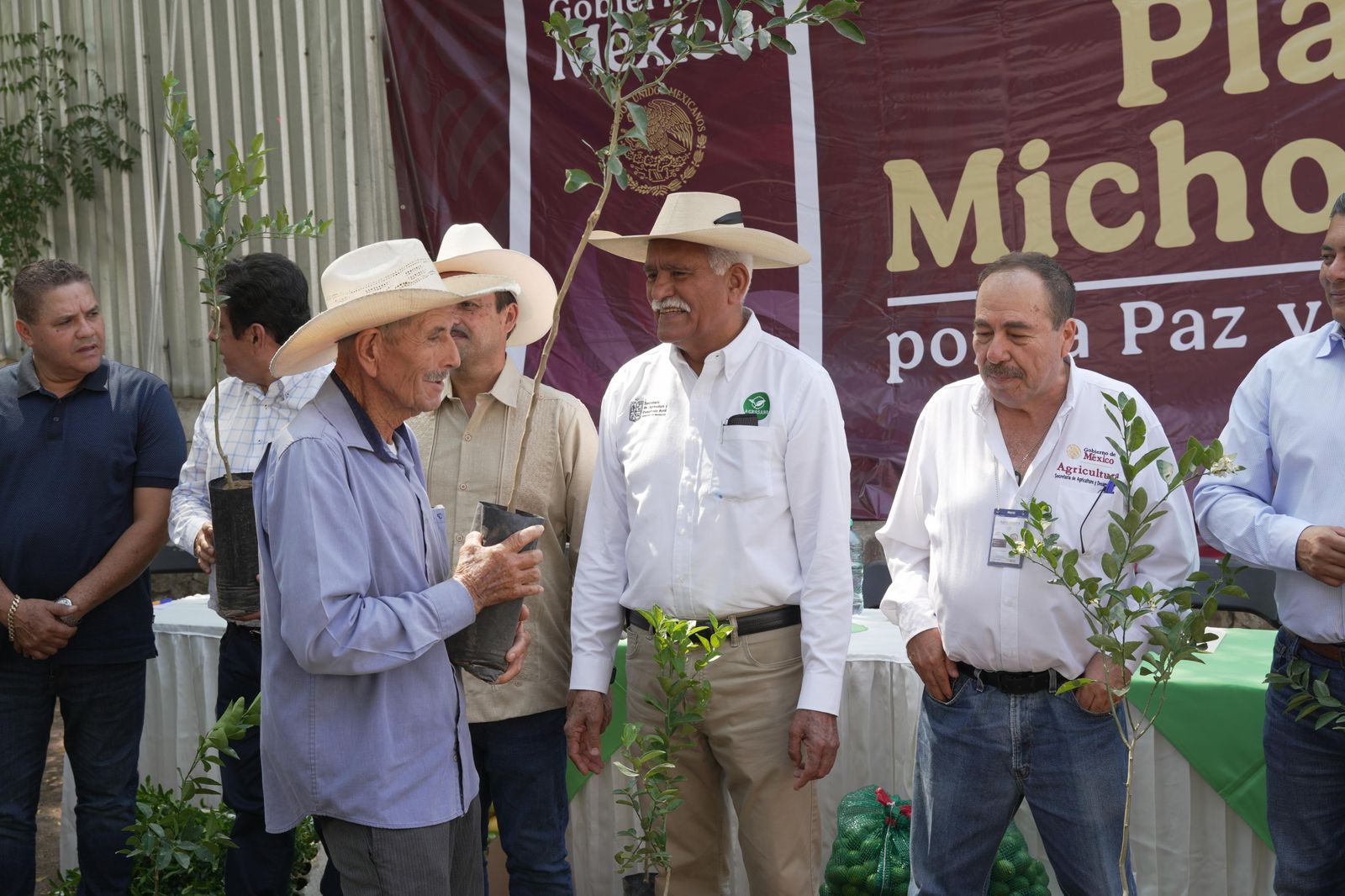 Plan Michoacán: Productores de limón recibirán 150 mil plantas certificadas este año: Sader.