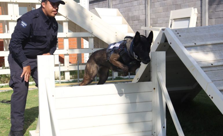 Agrupamiento de Equinos y Caninos se especializa en detección de narcóticos y explosivos: SSP