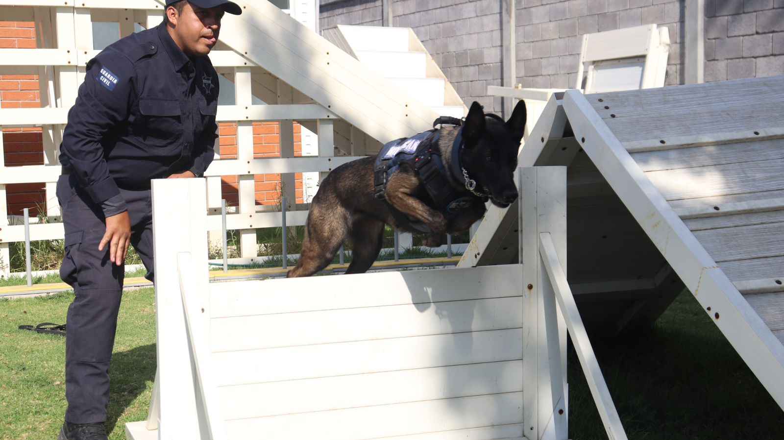 Agrupamiento de Equinos y Caninos se especializa en detección de narcóticos y explosivos: SSP