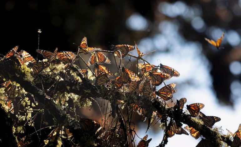 Inversión de 1 mdd fortalece la protección de la Reserva de la Biósfera de la Mariposa Monarca
