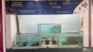 Zoológico de Morelia impulsa investigación científica para la conservación del ajolote