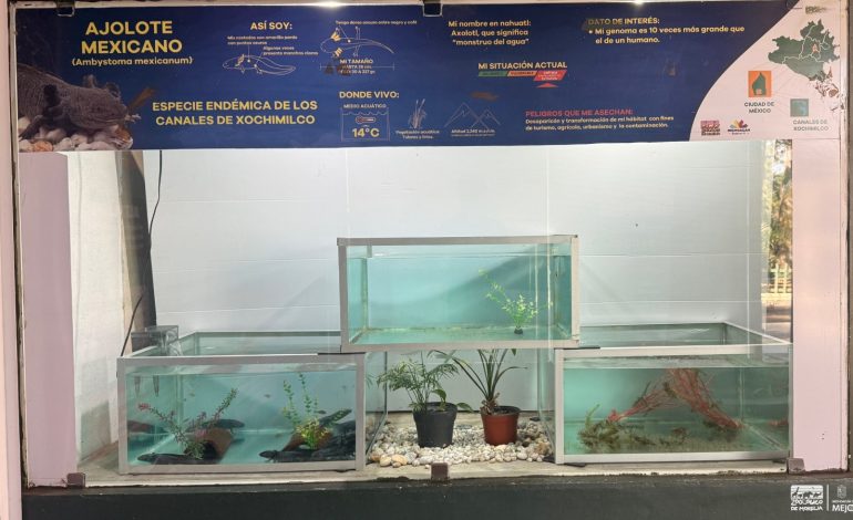 Zoológico de Morelia impulsa investigación científica para la conservación del ajolote