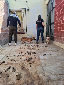 Rescata FGE cuatro perros víctimas de maltrato durante cateo en Tarímbaro