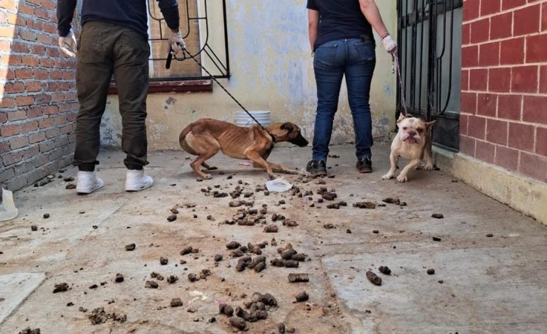 Rescata FGE cuatro perros víctimas de maltrato durante cateo en Tarímbaro