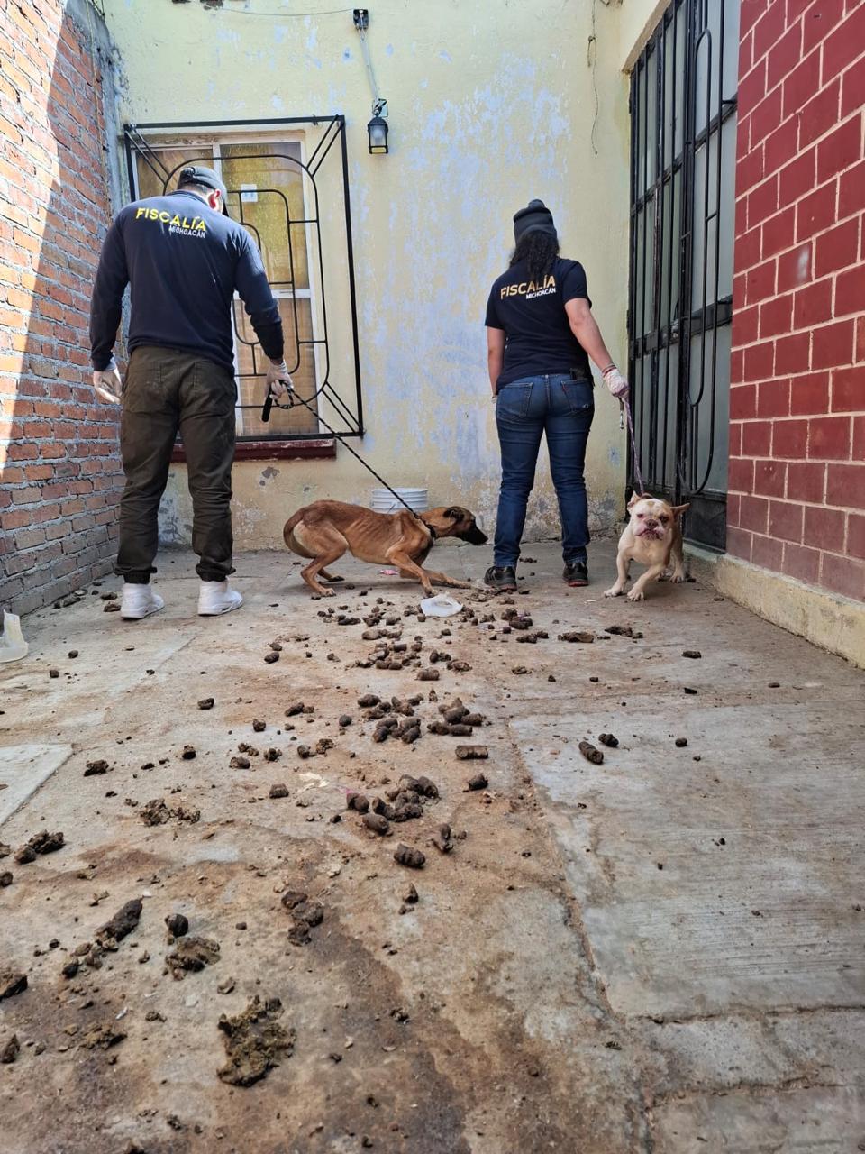 Rescata FGE cuatro perros víctimas de maltrato durante cateo en Tarímbaro