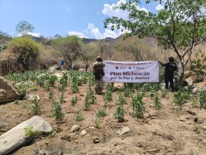 SSP y Defensa refuerzan operativos en Huetamo, destruyen más de 14 mil plantas de marihuana
