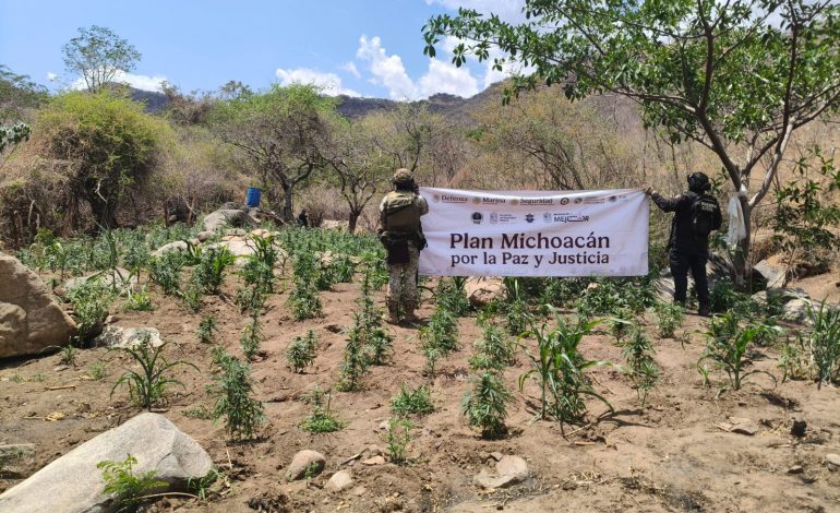 SSP y Defensa refuerzan operativos en Huetamo, destruyen más de 14 mil plantas de marihuana