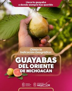 Productores de guayaba tienen hasta el 19 de abril para solicitar la Indicación Geográfica