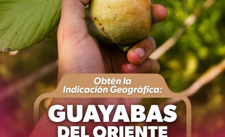 Productores de guayaba tienen hasta el 19 de abril para solicitar la Indicación Geográfica