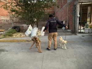 Asegura FGE a dos caninos víctimas de maltrato animal en La Piedad