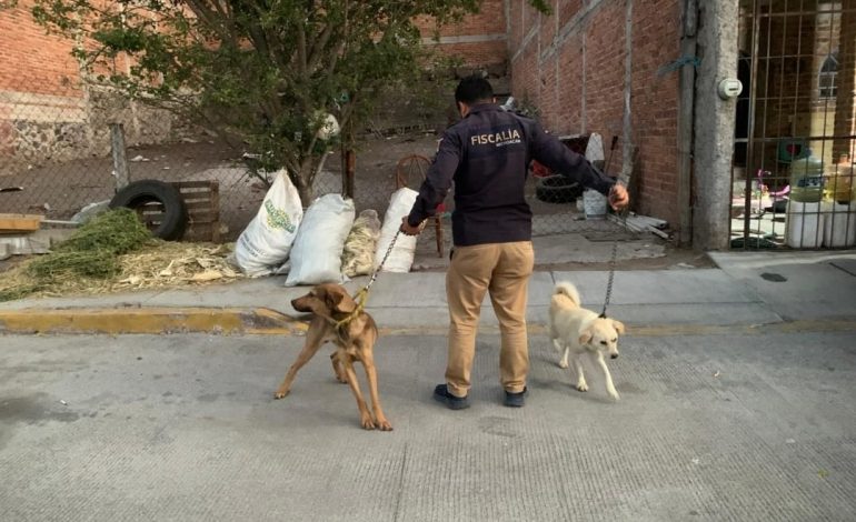 Asegura FGE a dos caninos víctimas de maltrato animal en La Piedad