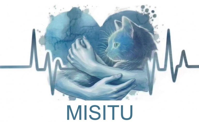 Este domingo, michis y lomitos de La Casita de Frijol y MISITU te esperan: adopta un peludo en feria