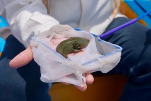 Gobierno de Michoacán siembra mil ejemplares de achoque en el lago de Pátzcuaro.