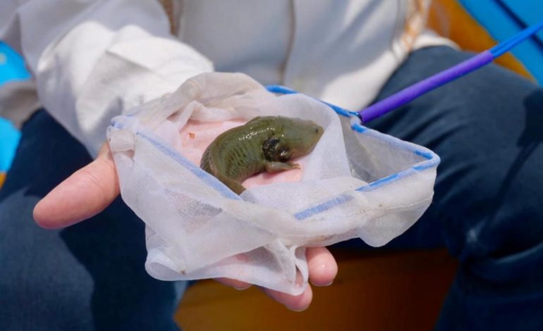 Gobierno de Michoacán siembra mil ejemplares de achoque en el lago de Pátzcuaro.