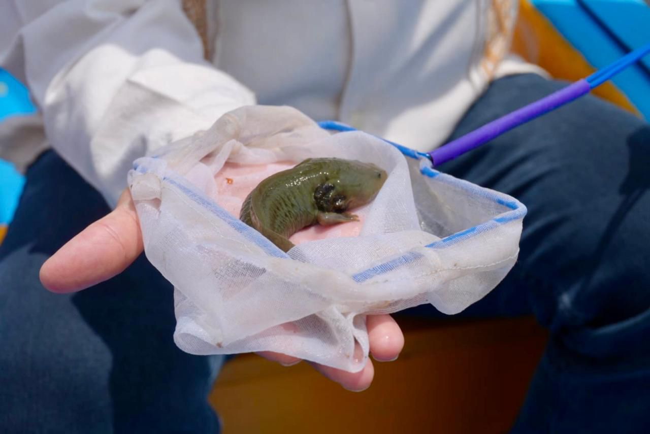 Gobierno de Michoacán siembra mil ejemplares de achoque en el lago de Pátzcuaro.