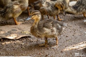 Especialistas logran integrar a una bandada al pato robado del Zoológico de Morelia