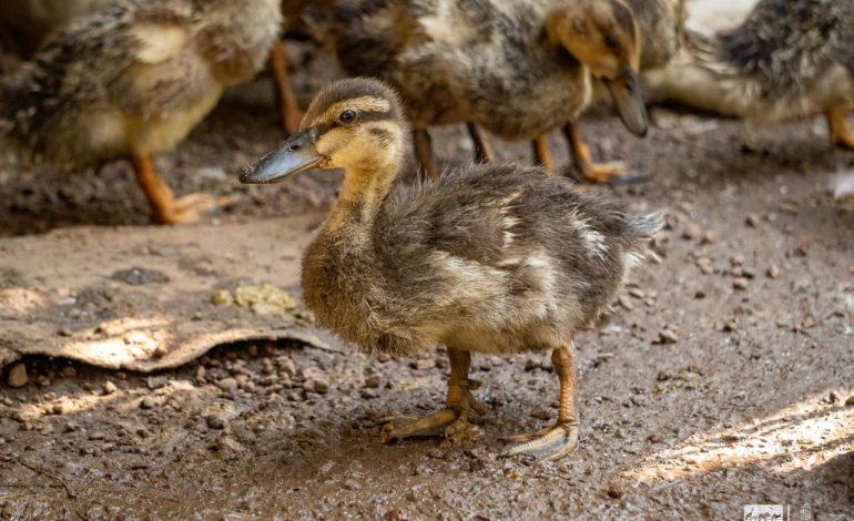 Especialistas logran integrar a una bandada al pato robado del Zoológico de Morelia