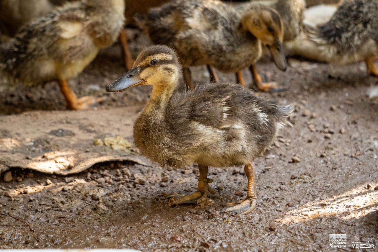 Especialistas logran integrar a una bandada al pato robado del Zoológico de Morelia