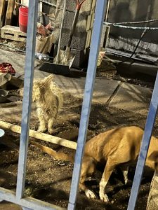 En cateo realizado en Morelia, rescata FGE a dos caninos víctimas de maltrato en Villas del Pedregal