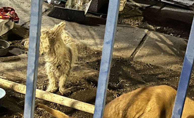 En cateo realizado en Morelia, rescata FGE a dos caninos víctimas de maltrato en Villas del Pedregal