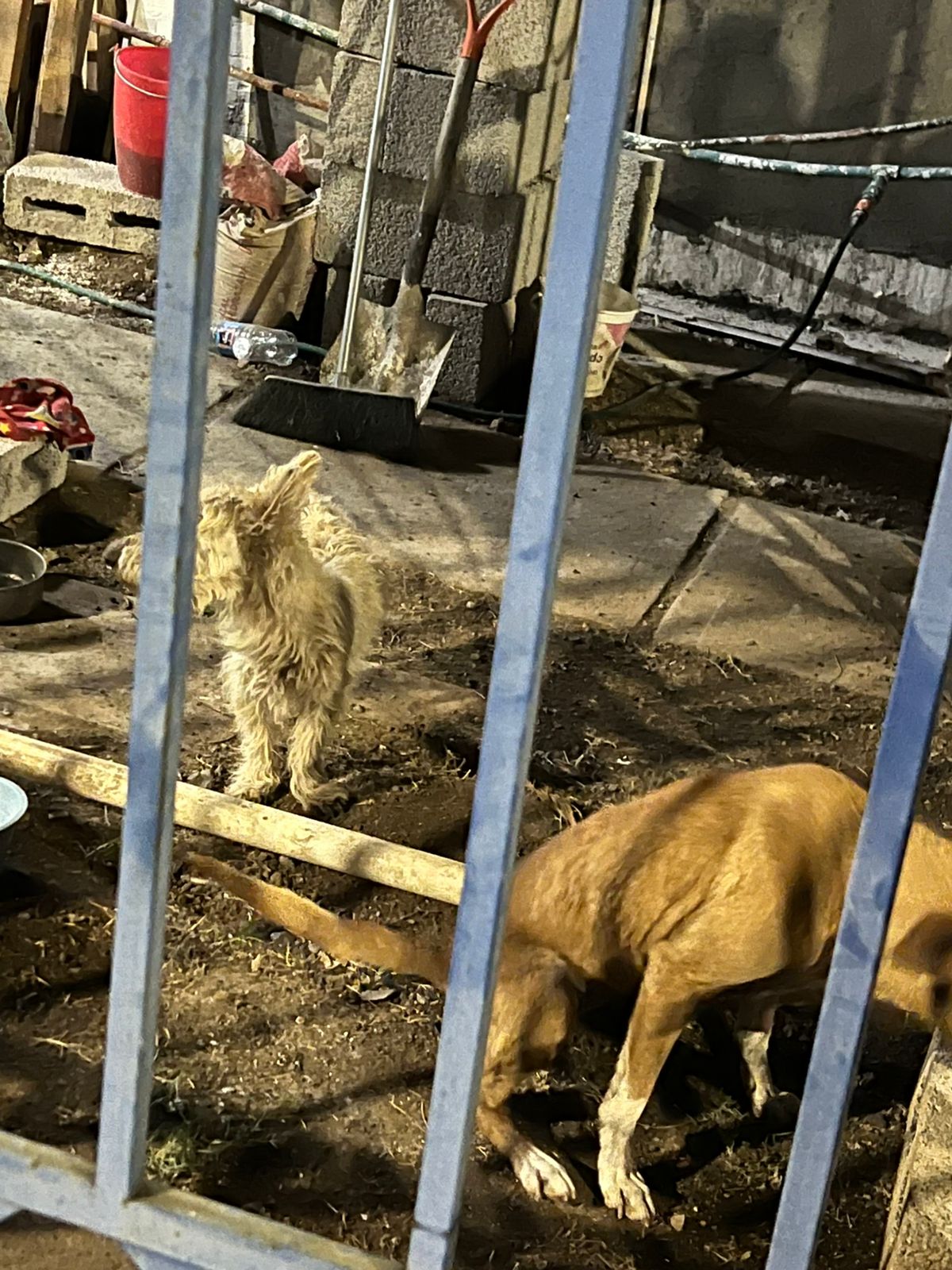 En cateo realizado en Morelia, rescata FGE a dos caninos víctimas de maltrato en Villas del Pedregal