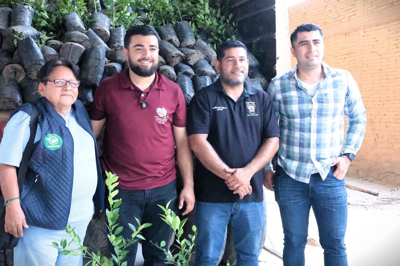 Impulso histórico al limón michoacano; avanza renovación de huertas en Tierra Caliente