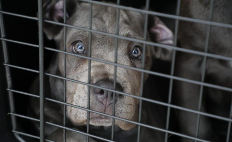 FGE investiga venta ilegal de seres sintientes; rescatan a 8 cachorros y ponen a disposición a dos personas.
