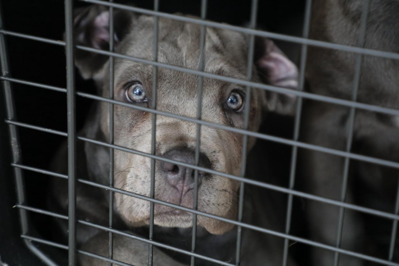 FGE investiga venta ilegal de seres sintientes; rescatan a 8 cachorros y ponen a disposición a dos personas.