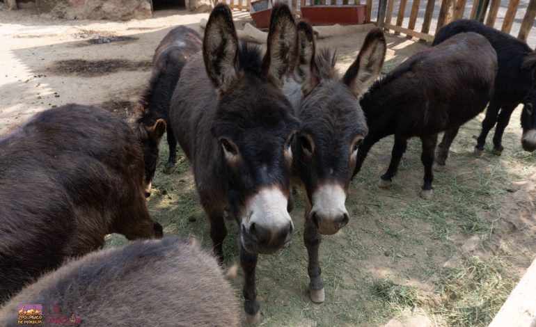 Garantiza Zoológico de Morelia bienestar y conservación del burro pigmeo africano